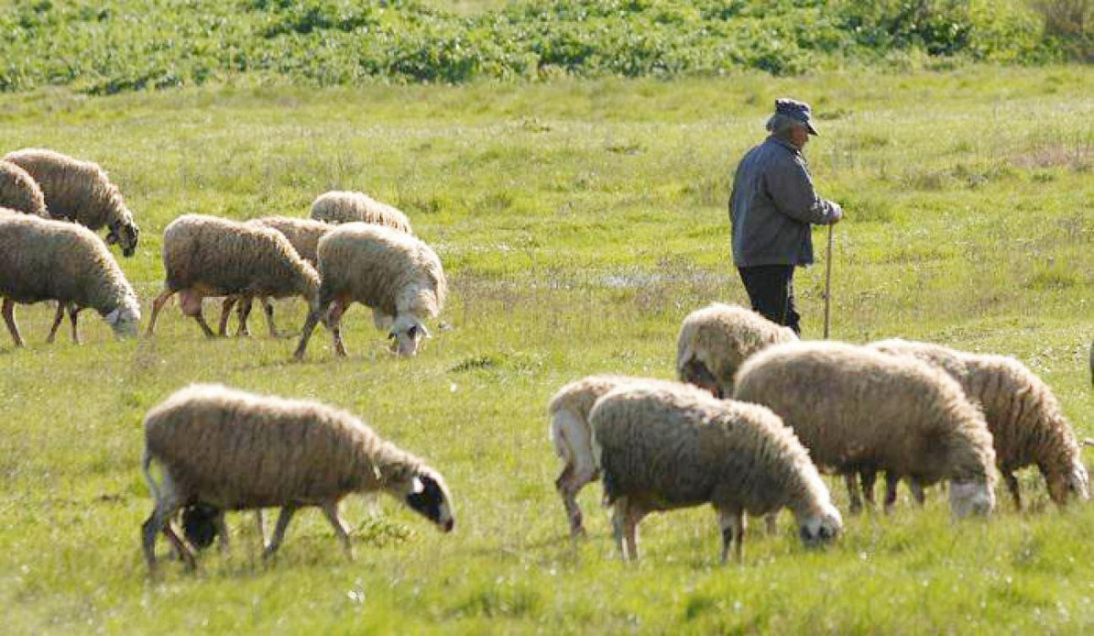 ΥΠΑΑΤ: Νέα ενίσχυση 26 εκατ. ευρώ για αποζημιώσεις κτηνοτρόφων λόγω ευλογιάς