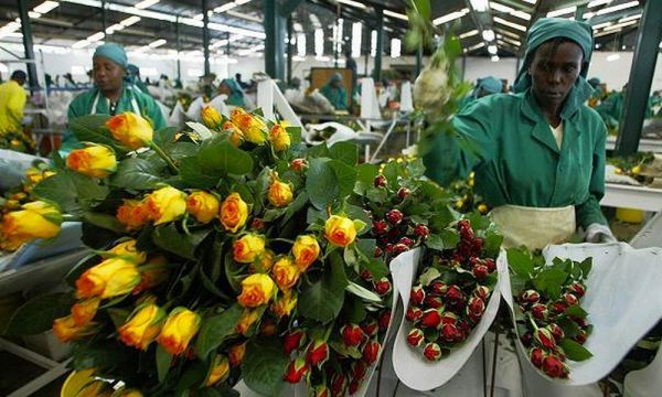 Οι απευθείας πτήσεις Κένυα - ΗΠΑ θα γεμίσουν με Κενυάτικα γαρύφαλα την Αμερική