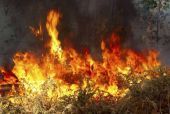 Σε εξέλιξη πυρκαγιά στη Γορτυνία Αρκαδίας
