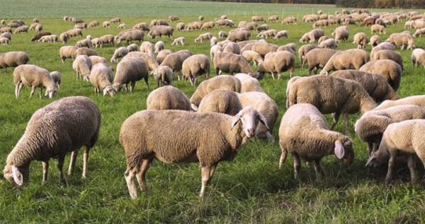ΕΟΦ: Δεν υπάρχει εγκεκριμένο εμβόλιο για την ευλογιά των αιγοπροβάτων στην Ελλάδα ή στην ΕΕ
