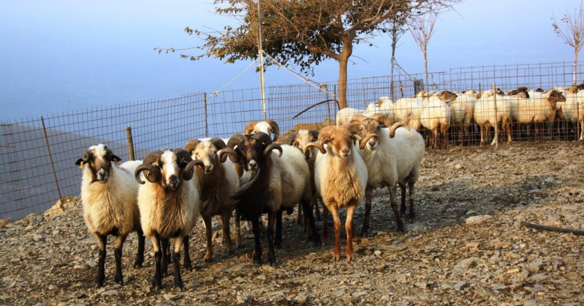 Εισαγγελική έρευνα στη Θεσσαλία για τη διασπορά ζωονόσων: Σαρωτικοί έλεγχοι σε κτηνοτροφικές μονάδες Μαγνησίας