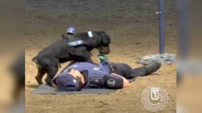 Poncho, ο σκύλος της αστυνομίας της Μαδρίτης, που κάνει… μαλάξεις