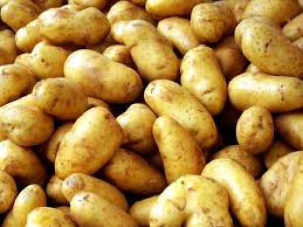 Stop στις παράνομες ελληνοποιήσεις πατάτας βάζει η ΕΑΣ Νάξου