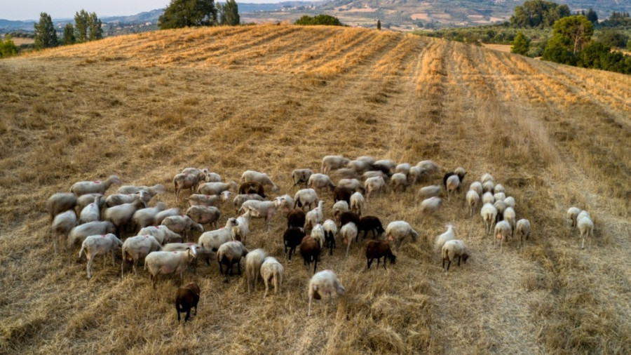Ξεκινά στην Κρήτη η μεγαλύτερη δίκη για τον ΟΠΕΚΕΠΕ – 105 κατηγορούμενοι στο εδώλιο