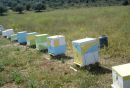 Στήριξη της μελισσοκομίας με 2,9 εκατ. ευρώ