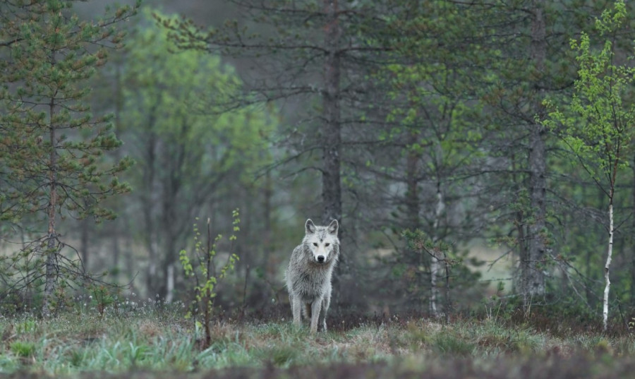 16 περιβαλλοντικές οργανώσεις ανησυχούν για τη διατήρηση του λύκου στην Ευρώπη