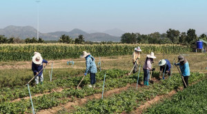 ΥΠΑΑΤ: Παράταση υποβολής αιτημάτων για κατά παρέκκλιση μετάκληση εργατών γης