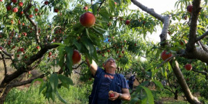 Eπίσκεψη στην Αλβανία για εργάτες γης για το ροδάκινο