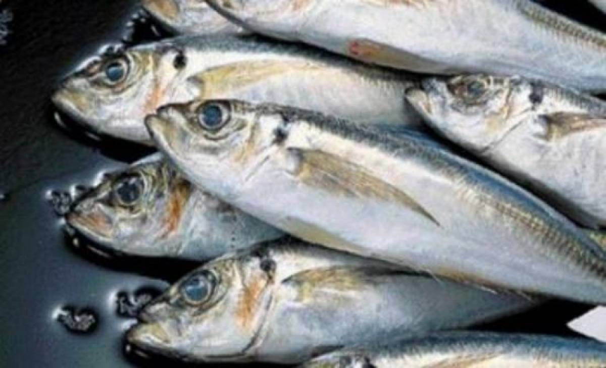 Τα ψάρια έχουν την τιμητική τους το καλοκαίρι