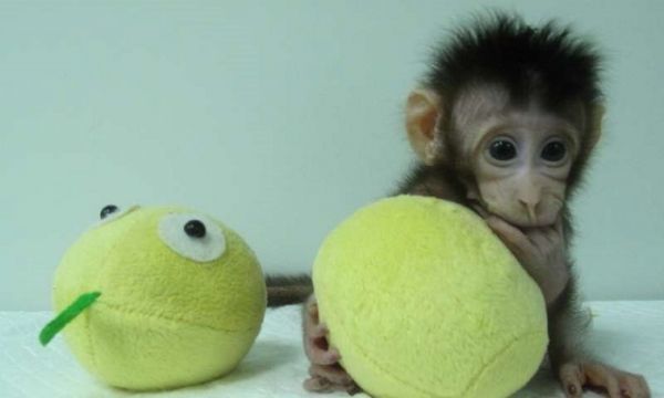 Η πρώτη κλωνοποίηση μαϊμούδων είναι γεγονός-Παίρνει σειρά ο άνθρωπος; (βίντεο)