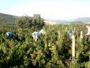 Τρύγος 2015: 53 έως 57.000.000 εκατόλιτρα οίνου η παραγωγή Νοτίου Ημισφαιρίου