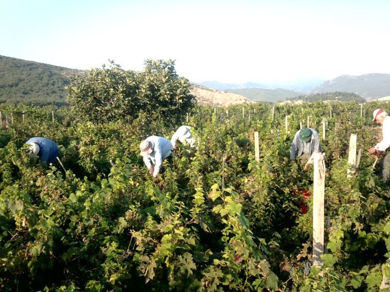 Τρύγος 2015: 53 έως 57.000.000 εκατόλιτρα οίνου η παραγωγή Νοτίου Ημισφαιρίου