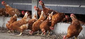 ΕΕ: Ενόψει ο εξαιρετικά παθογόνος Ιός της Γρίπης των Πτηνών!
