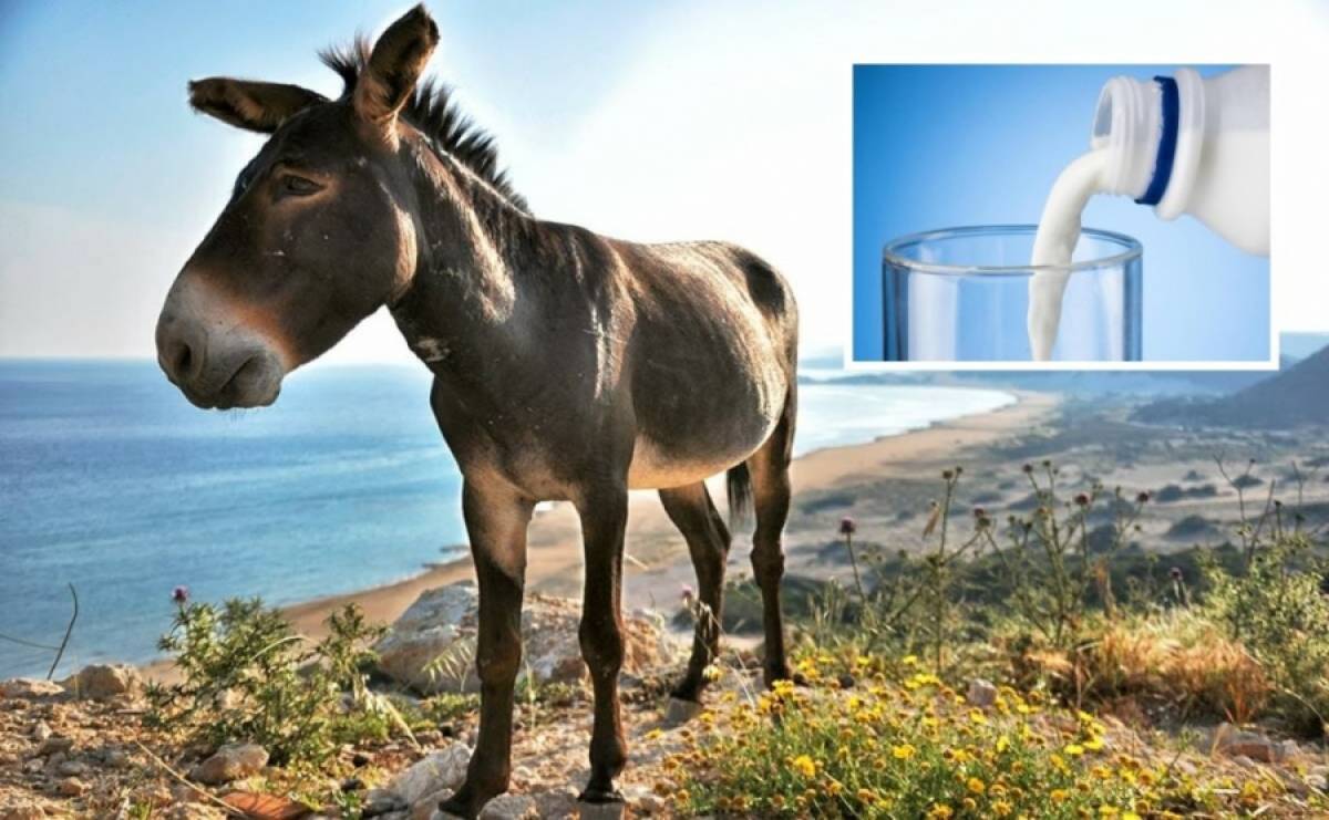 Το γάλα γαϊδούρας κάνει καλό και στην επιδερμίδα του προσώπου σας