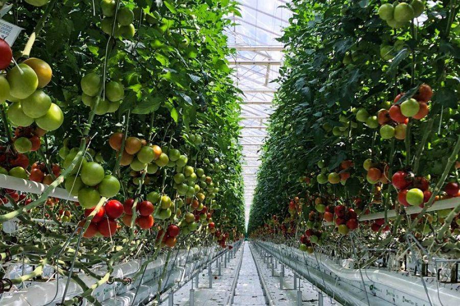 Wonderplant: Πράσινη ενέργεια, κυκλική οικονομία και καινοτομία στην παραγωγή ντομάτας