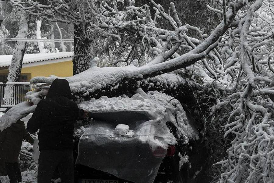 Δ.Αθηναίων: Αποζημιώνει ιδιοκτήτες οχημάτων που υπέστησαν ζημιές από πτώσεις δέντρων