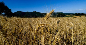 Παρατείνεται για τρεις μήνες η υποχρέωση δήλωσης αποθεμάτων