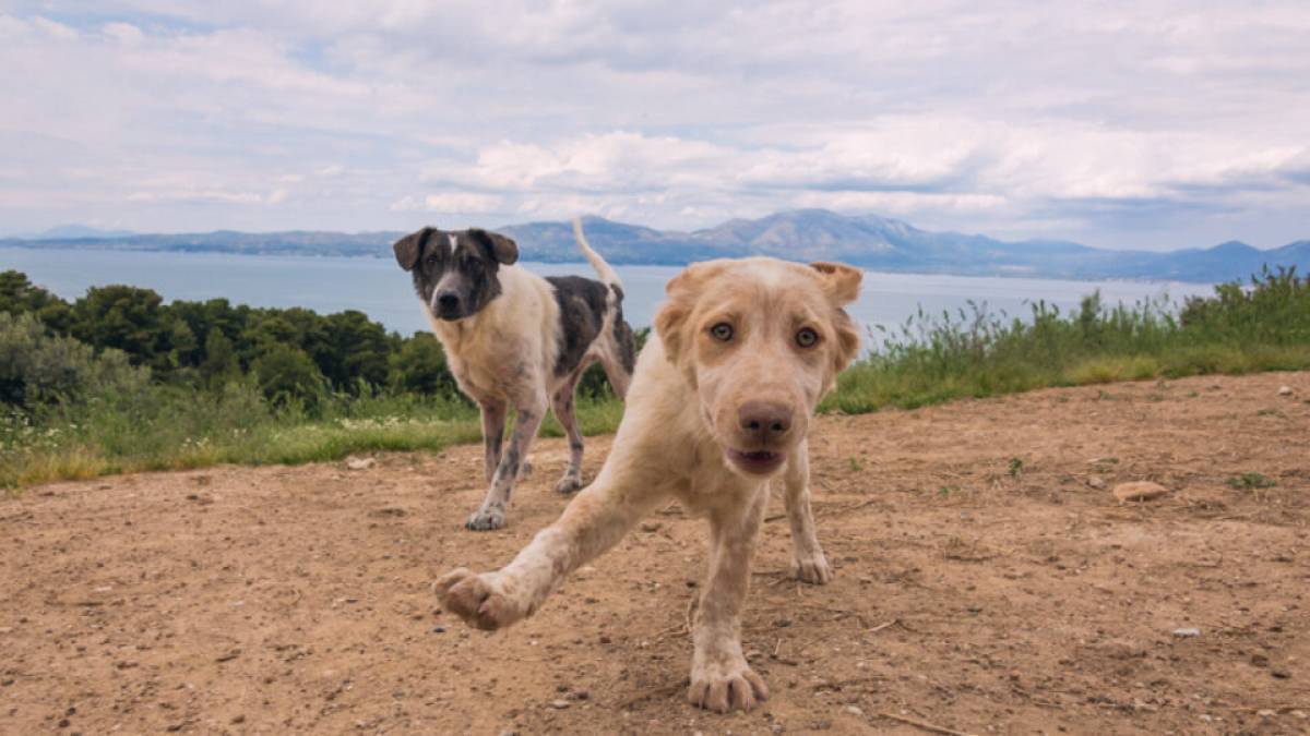 Save a greek stray: Δράση στείρωσης στο Δήμο Χαλκιδέων