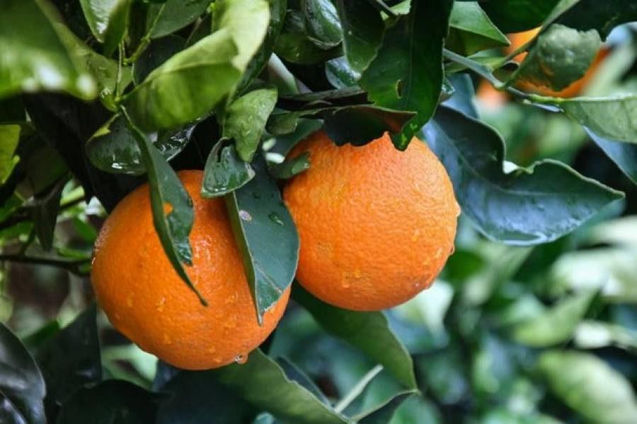 Στα €57 εκατ. ο φετινός τζίρος της Orange Be Global