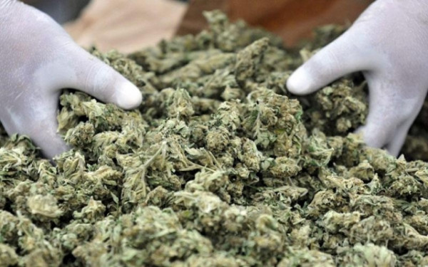 Αυτοί είναι είναι 8 ηγέτες του κόσμου στη βιομηχανία της... μαριχουάνας