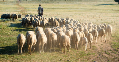 ΥΠΑΑΤ: Καταβολή €7.125.334,50 σε 3.750 δικαιούχους κτηνοτρόφους του Μέτρου 22