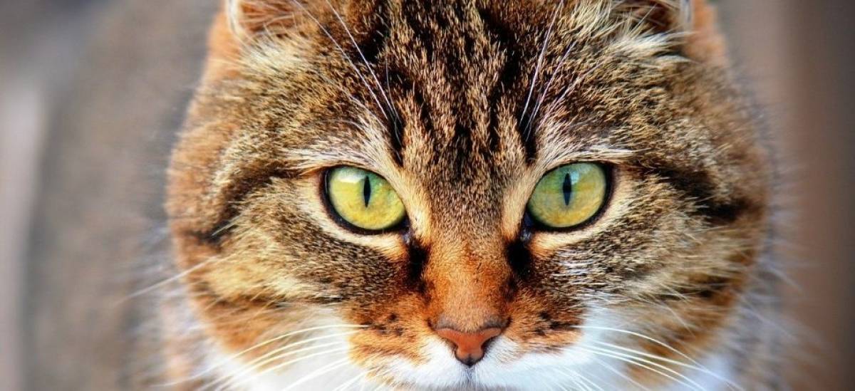 Μια γάτα υποψήφια στις δημοτικές εκλογές της Γαλλίας