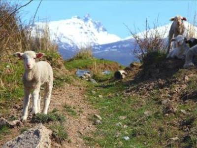 ΔΕΛΤΑ: Ολοκληρώθηκε πρόγραμμα υποτροφιών σε νέους κτηνοτρόφους