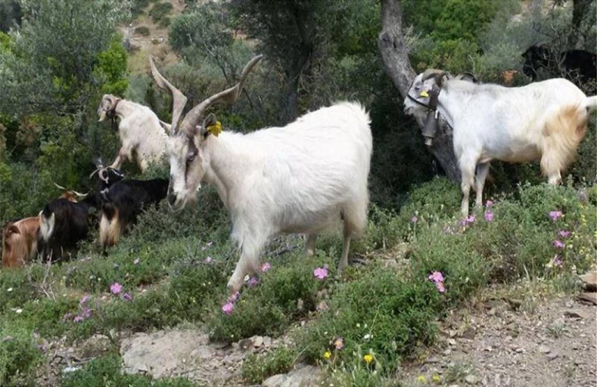 Έρχονται πληρωμές για τις αυτόχθονες φυλές