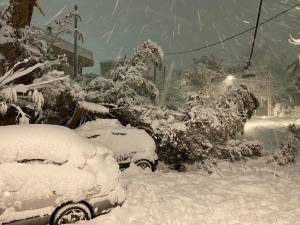 Δ.Βριλησσίων: Αποζημιώσεις σε κατοίκους που υπέστησαν ζημιές από πτώσεις δέντρων