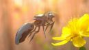 Η Walmart κατοχύρωσε πατέντα για αυτόνομες μέλισσες-ρομπότ