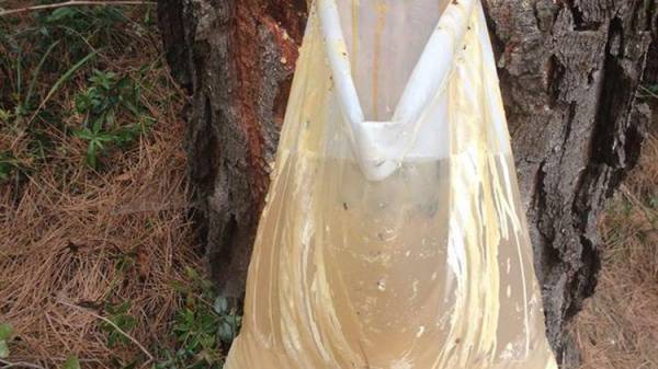 ΥΠΕΝ: Στήριξη €1,99 εκατ. προς τους ρητινεργάτες στην Εύβοια