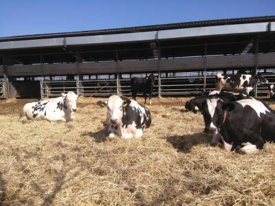 Αγελαδοτρόφοι: Δύο χρόνια απραξίας… «καμπανάκι» για το μέλλον της παραγωγής