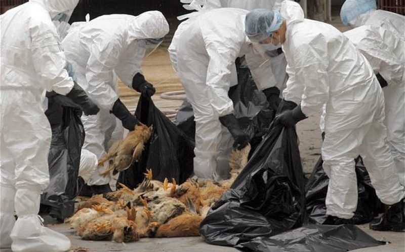 Συναγερμός για τη γρίπη των πτηνών που έφτασε στον Έβρο