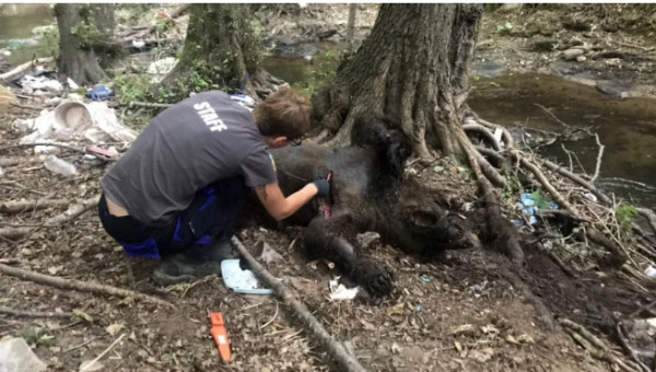 Φλώρινα: Πυροβόλησαν και σκότωσαν 3 αρκούδες