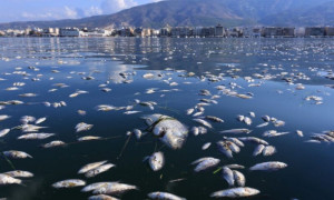 Μαγνησία: Μέτρα στήριξης επιχειρηματιών που επηρεάστηκαν απ'τα νεκρά ψάρια