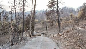 H ΔΕΗ ανάδοχος αποκατάστασης και αναδάσωσης στην Εύβοια