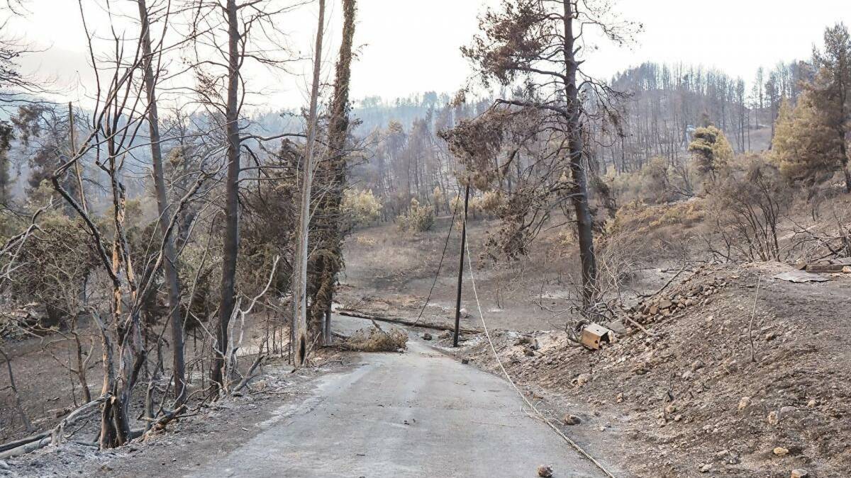 H ΔΕΗ ανάδοχος αποκατάστασης και αναδάσωσης στην Εύβοια