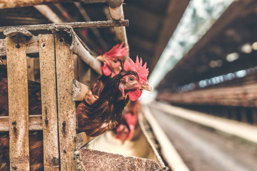 Γρίπη πτηνών-Κίνα: Πρώτο κρούσμα του στελέχους H10N3 σε άνθρωπο