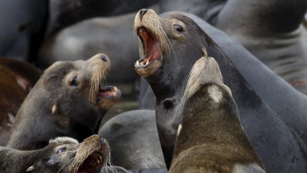 Τουλάχιστον 2.250 θαλάσσια λιοντάρια λιμοκτονούν στις ακτές της Καλιφόρνια