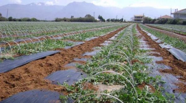 ΕΛΓΑ: Αποζημιώσεις 1,2 εκατ. ευρώ σε αγρότες