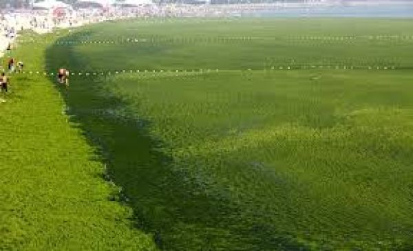Τι συμβαίνει με την Algae Farms;