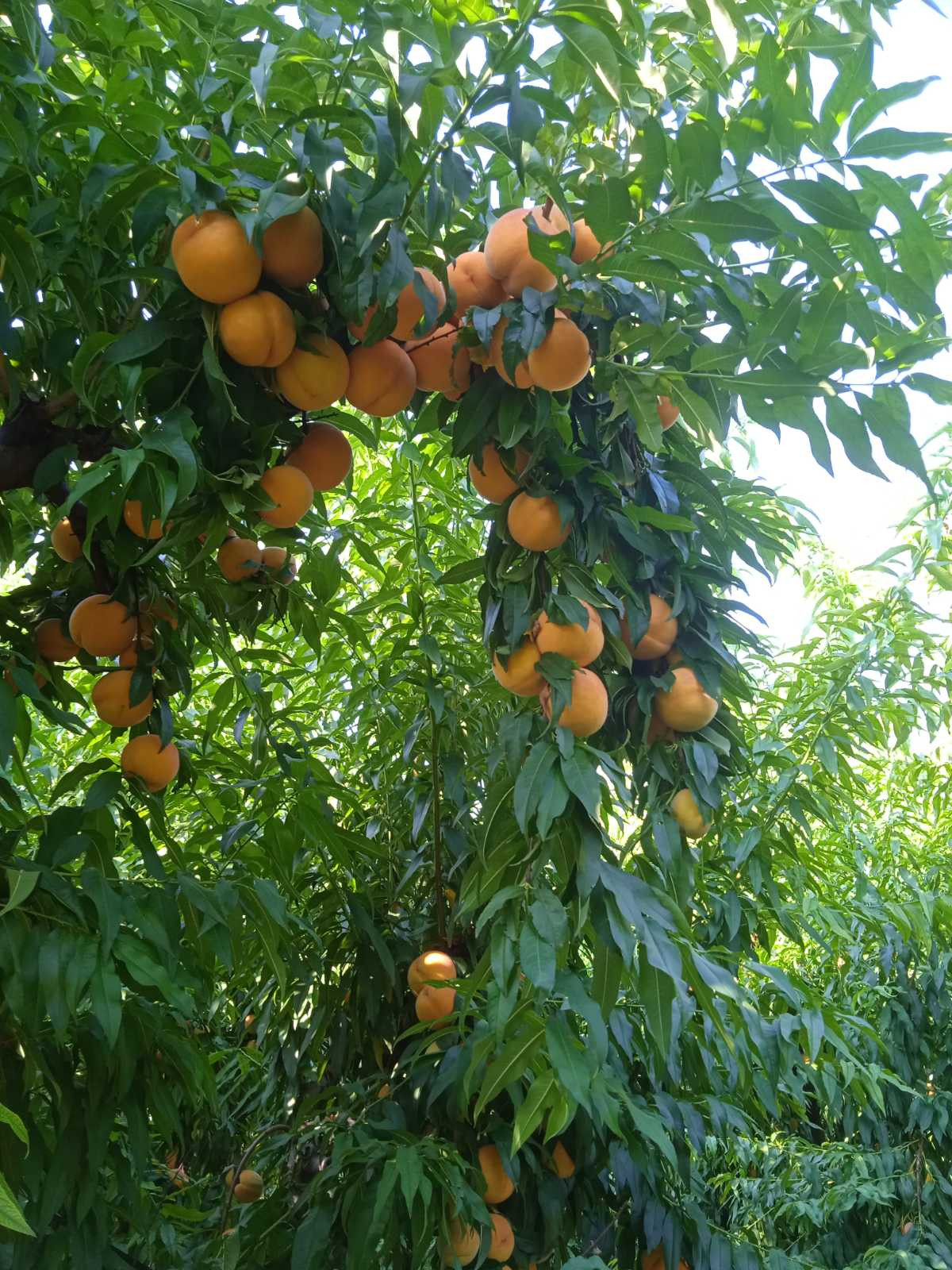 Καταγγελίες για την κατάσταση στην αγορά συμπύρηνου ροδάκινου