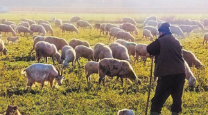 Παράταση προθεσμίας αιτήσεων για την ενίσχυση των κτηνοτρόφων έως 10/1