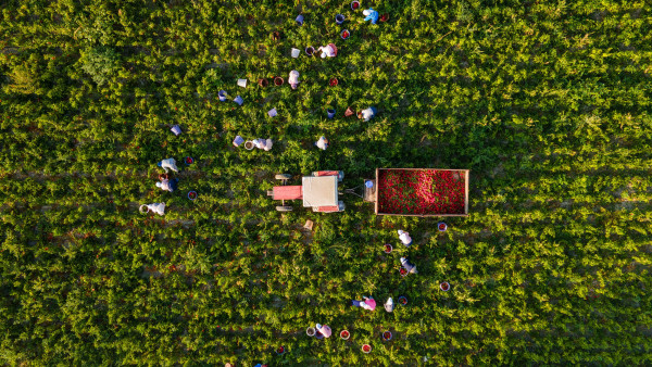 Κλιματική αλλαγή: Πώς θα παράγουμε τροφή στο μέλλον