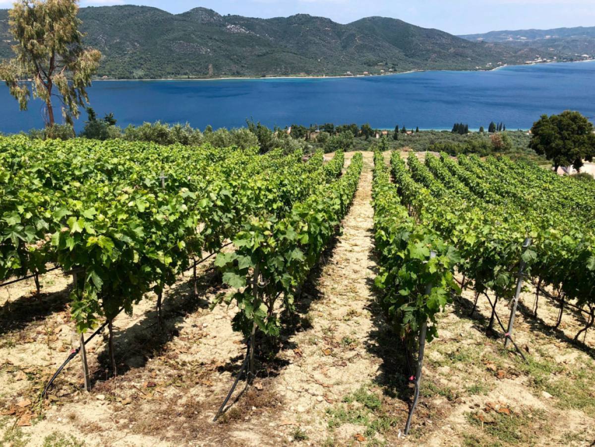 ΕΔΟΑΟ-ΚΕΟΣΟΕ-ΣΕΟ: Ζητούν άμεση ενίσχυση του αμπελοοινικού κλάδου