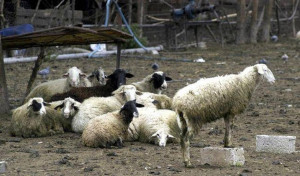 Κρήτη: Μεγάλη αστυνομική επιχείρηση για κύκλωμα ζωοκλοπών και εκβιασμών με όφελος €270.000
