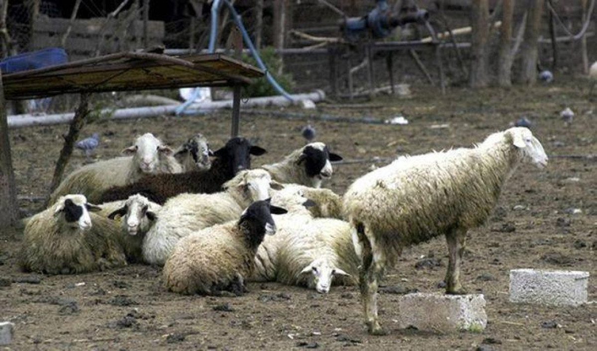 Κρήτη: Μεγάλη αστυνομική επιχείρηση για κύκλωμα ζωοκλοπών και εκβιασμών με όφελος €270.000