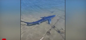 Καρχαρίας εμφανίστηκε στη μαρίνα της Γλυφάδας (video)