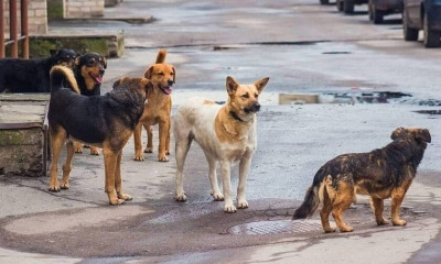 Θεσσαλονίκη: Πρόστιμο άνω των €60.000 σε ιδιοκτήτρια 54 σκύλων