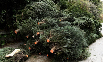 Θεσσαλονίκη: Από 8 Ιανουαρίου η ανακύκλωση φυσικών χριστουγεννιάτικων δέντρων